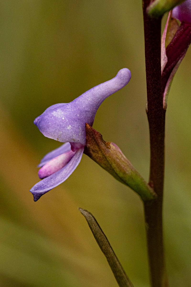 Disa equestris Disa equestris