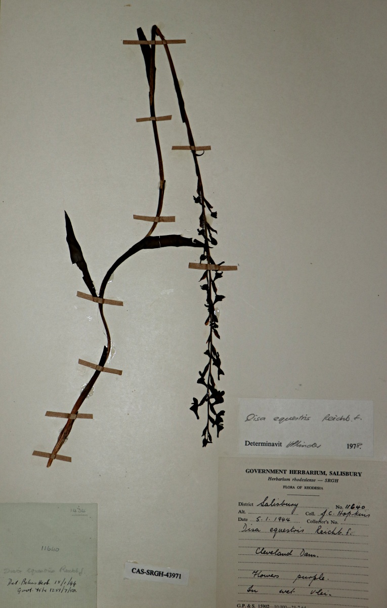 Disa equestris