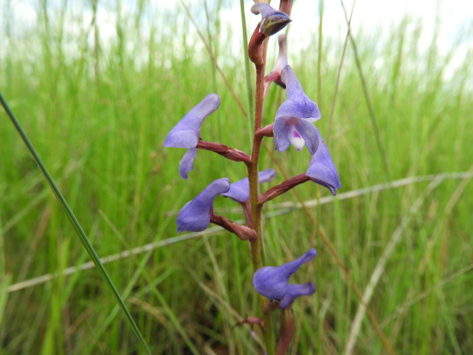 Disa equestris