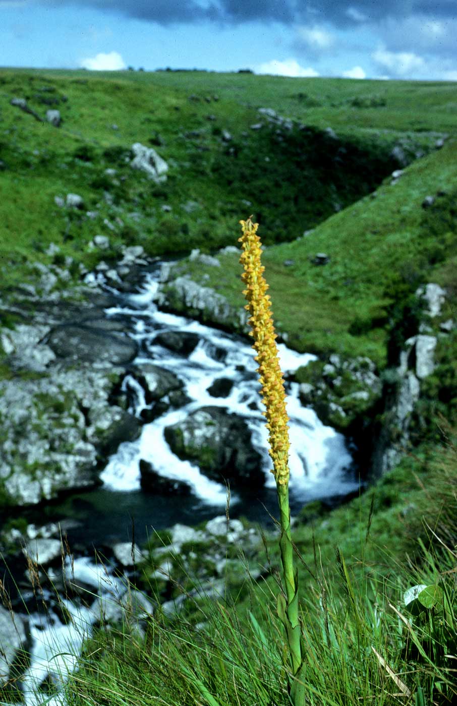 Disa ochrostachya