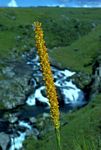 Disa ochrostachya