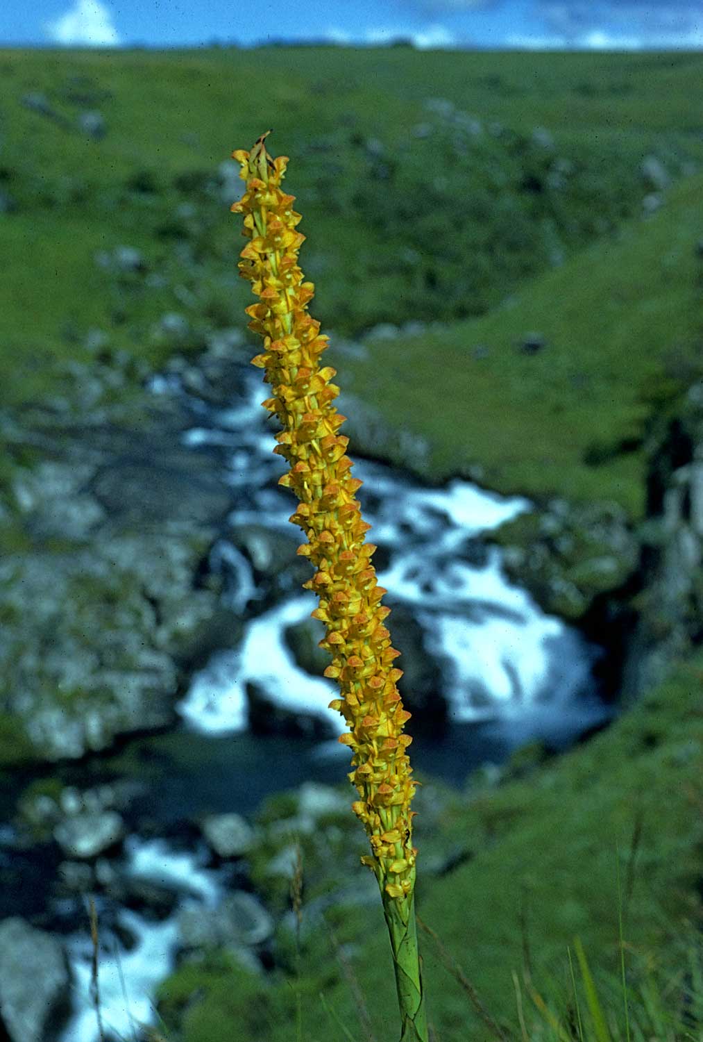 Disa ochrostachya