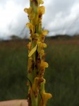 Disa ochrostachya