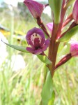 Disa walleri