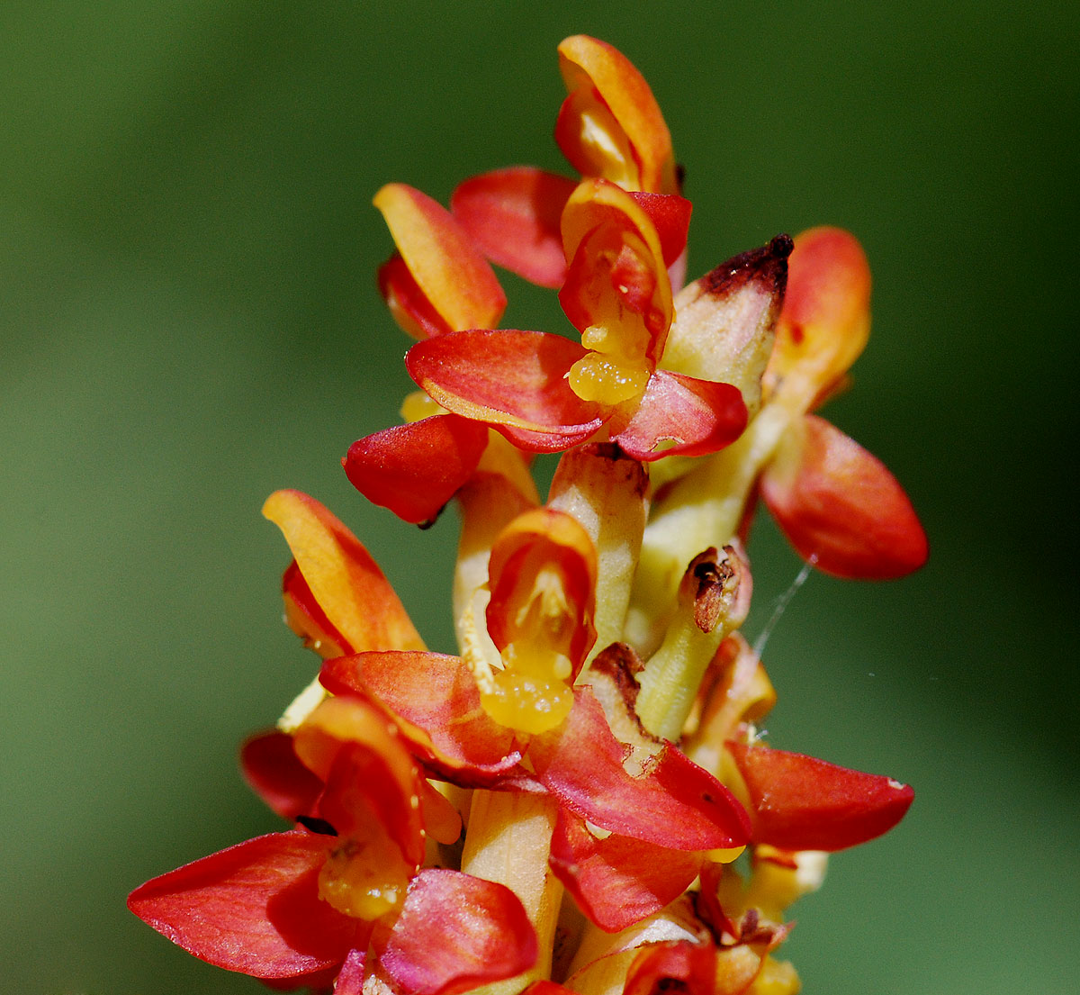 Disa welwitschii subsp. welwitschii Disa welwitschii subsp. welwitschii