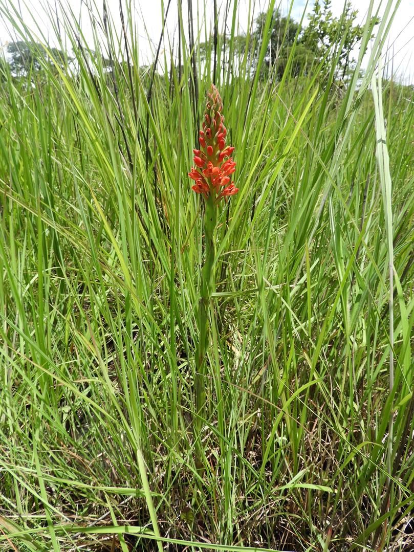 Disa welwitschii subsp. welwitschii Disa welwitschii subsp. welwitschii