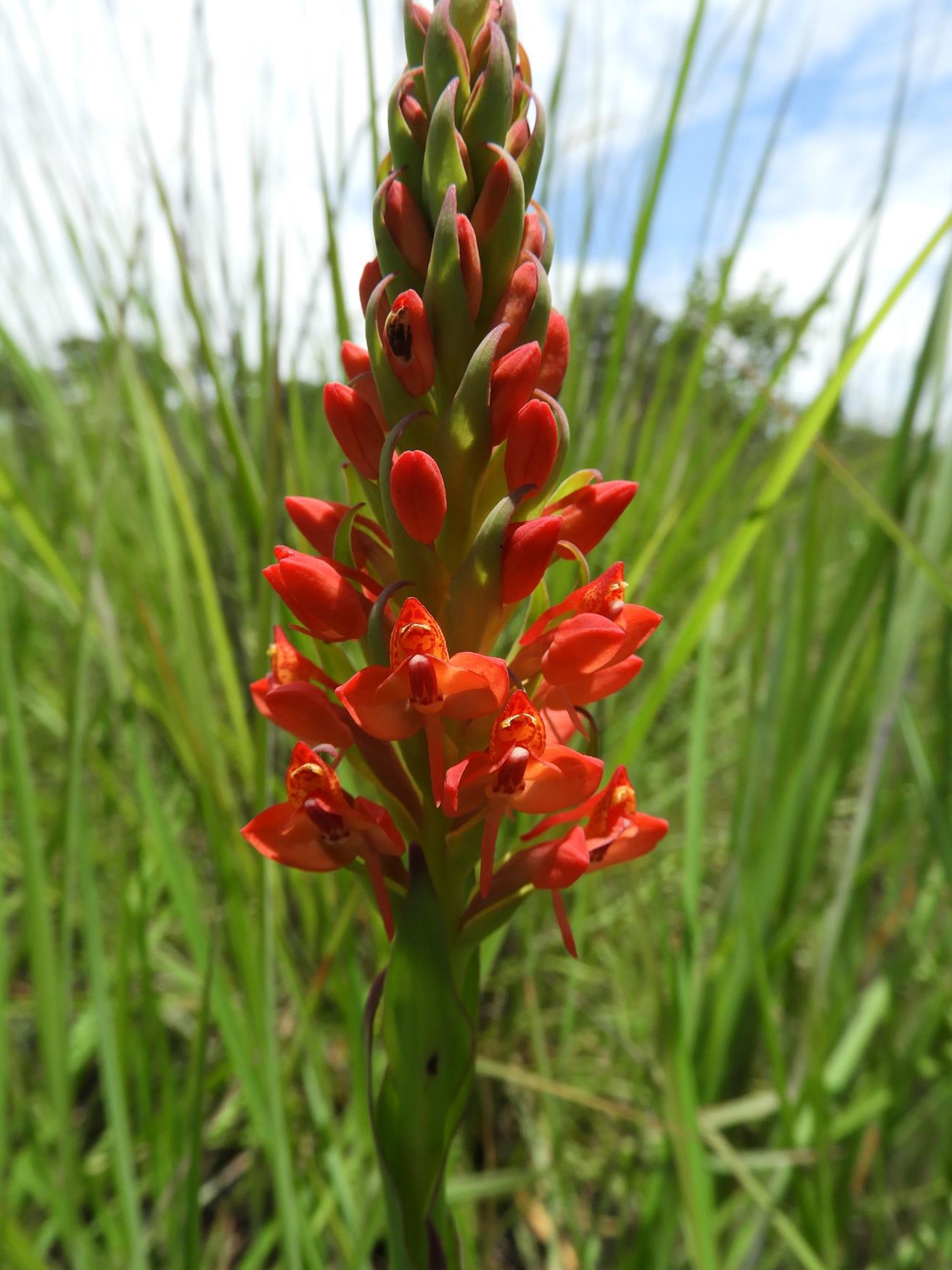 Disa welwitschii subsp. welwitschii Disa welwitschii subsp. welwitschii