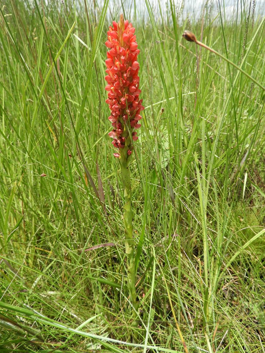 Disa welwitschii subsp. welwitschii Disa welwitschii subsp. welwitschii