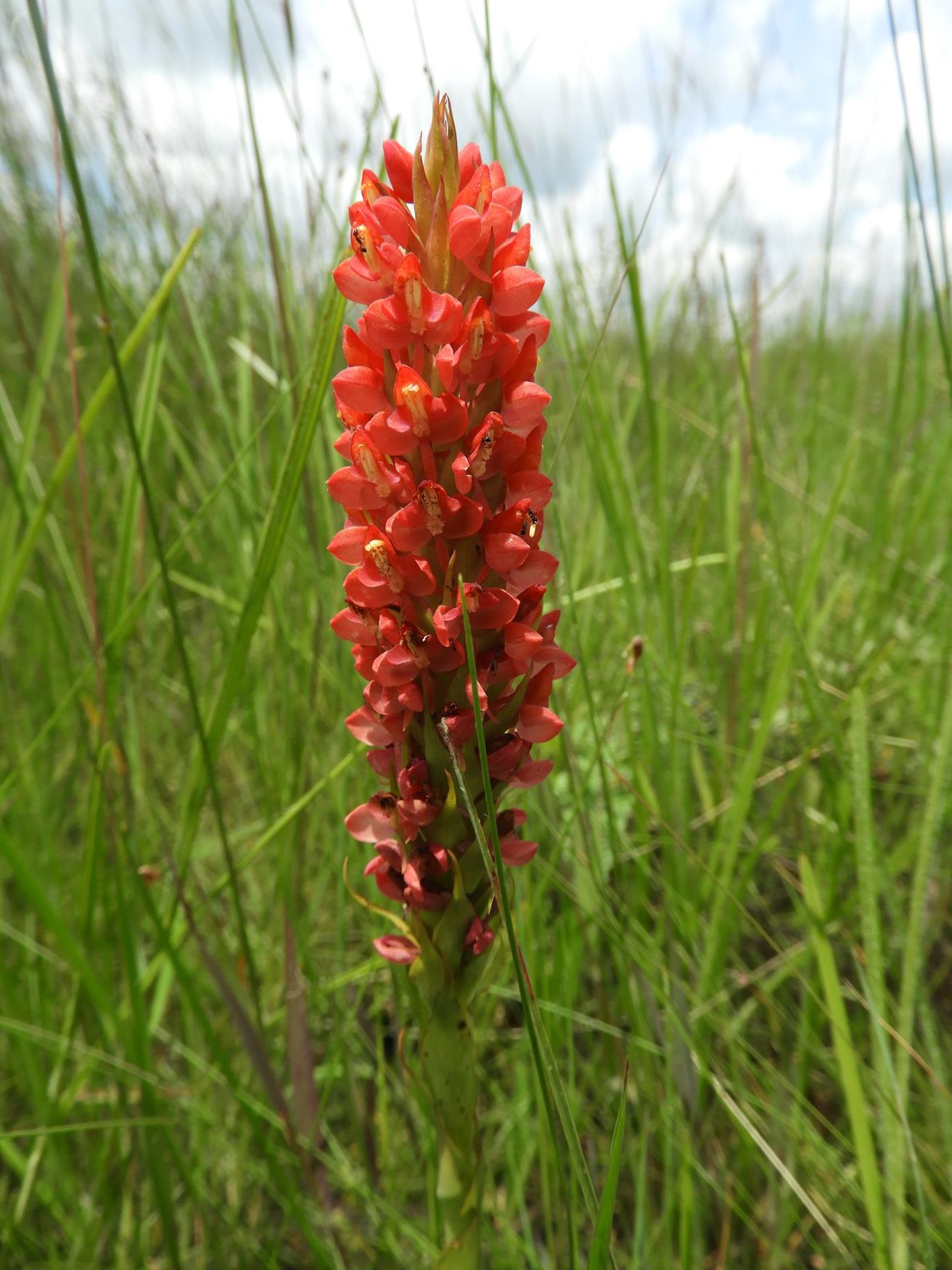 Disa welwitschii subsp. welwitschii Disa welwitschii subsp. welwitschii