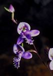 Disa baurii