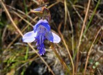 Disa baurii