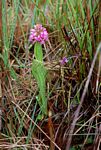 Satyrium breve