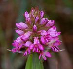 Satyrium breve