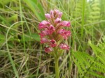 Satyrium breve