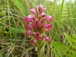 Satyrium breve