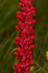 Satyrium coriophoroides
