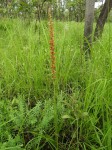 Satyrium coriophoroides