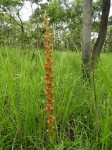 Satyrium coriophoroides