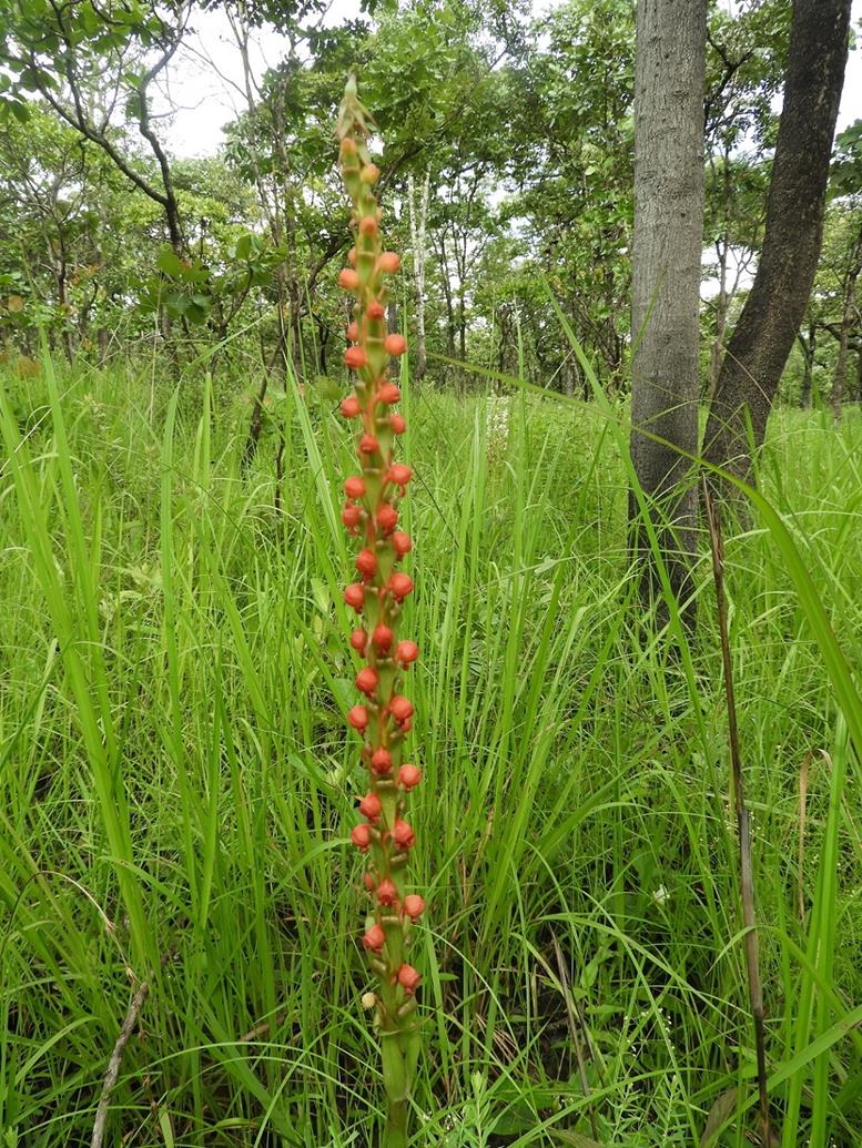 Satyrium coriophoroides