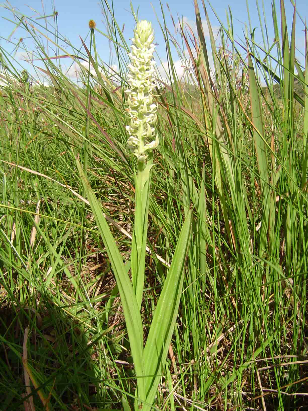 Satyrium trinerve