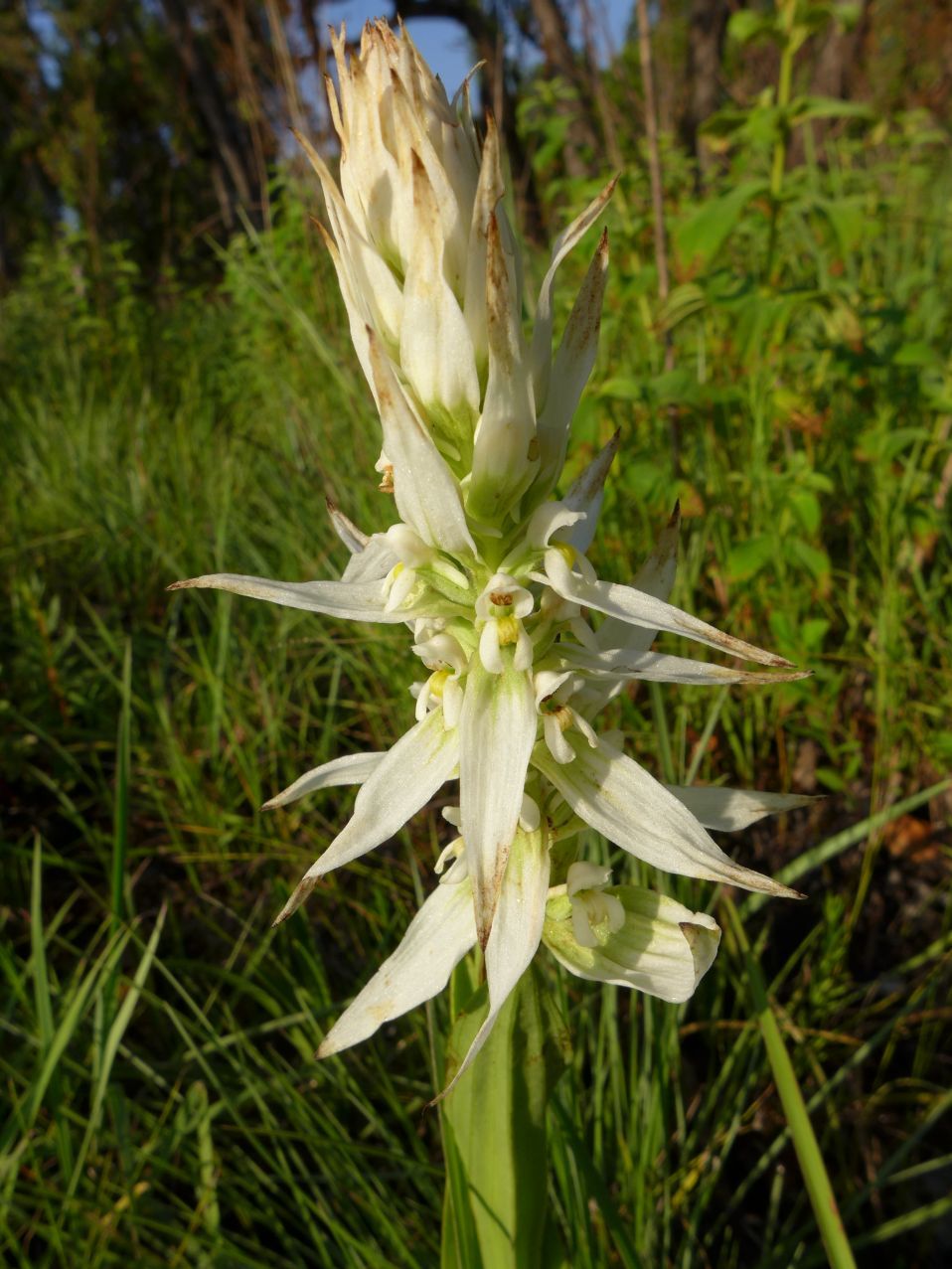 Satyrium trinerve