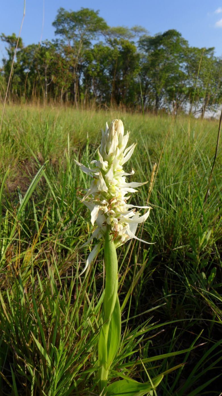 Satyrium trinerve