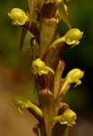 Satyrium volkensii