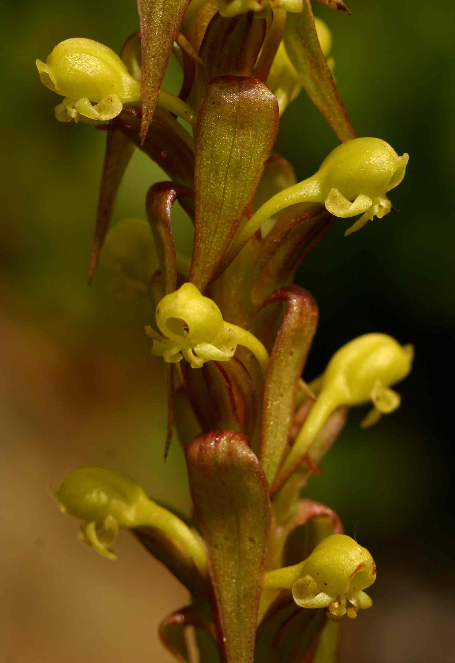 Satyrium volkensii