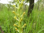 Satyrium volkensii