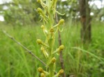 Satyrium volkensii