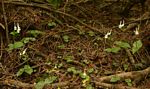 Disperis anthoceros