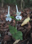 Disperis anthoceros