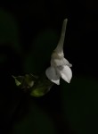 Disperis anthoceros