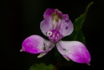 Disperis dicerochila