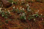 Disperis virginalis