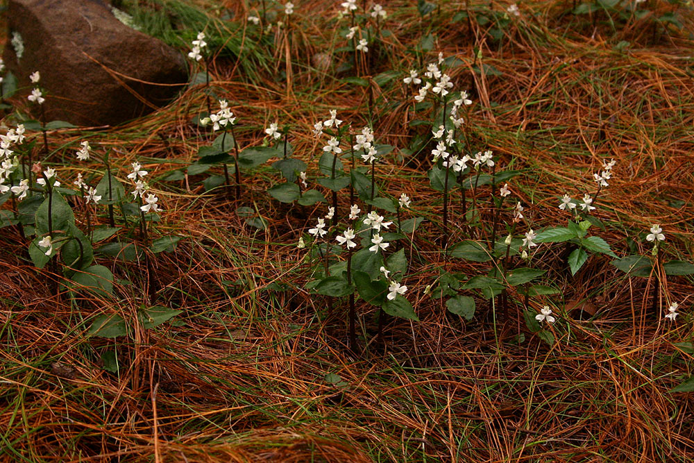 Disperis virginalis
