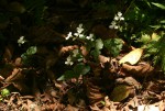 Disperis virginalis