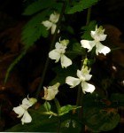 Disperis virginalis