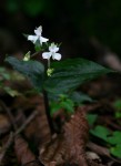 Disperis virginalis