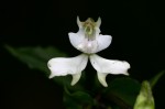 Disperis virginalis