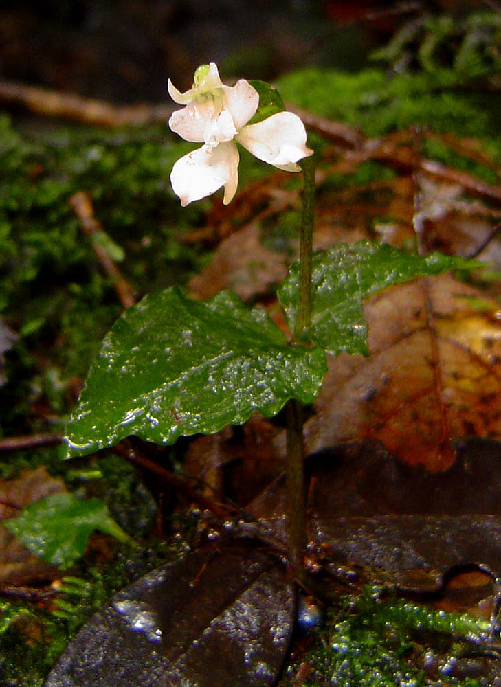 Disperis virginalis