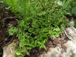 Nervilia crociformis