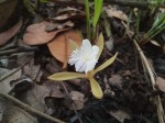 Nervilia crociformis