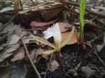 Nervilia crociformis