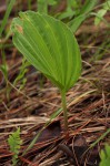 Nervilia shirensis