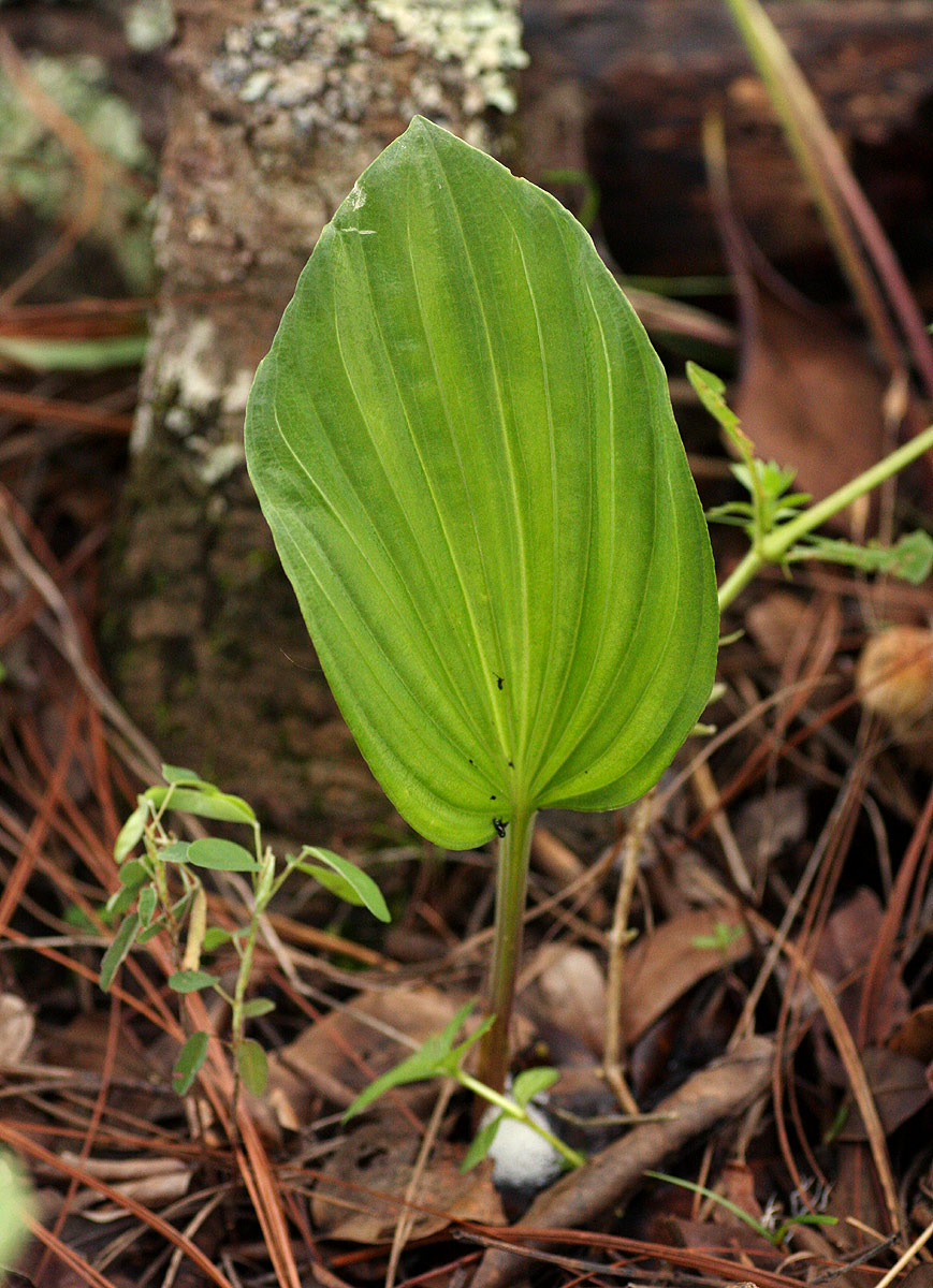Nervilia shirensis