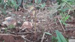 Nervilia shirensis