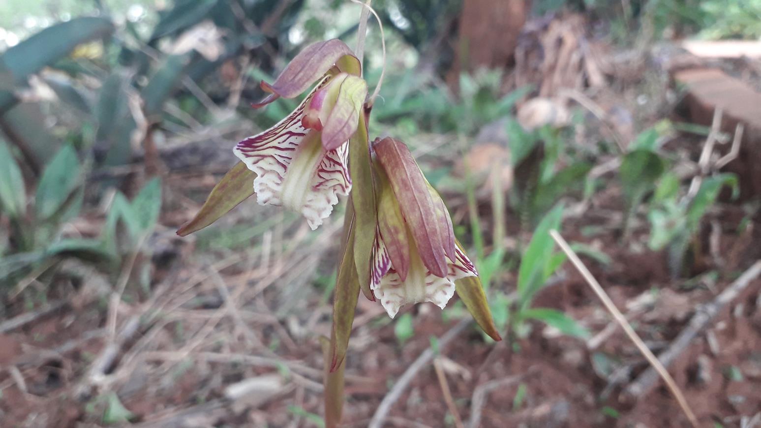 Nervilia shirensis