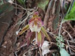 Nervilia shirensis