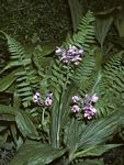 Calanthe sylvatica